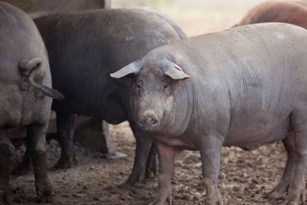 El lenguaje de la grasa: ciencia y genética detrás del cerdo ibérico