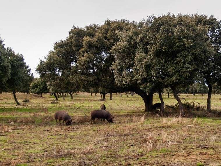 Cotizaciones a 20 de octubre de 2025 de la mesa de porcino ibérico de Salamanca