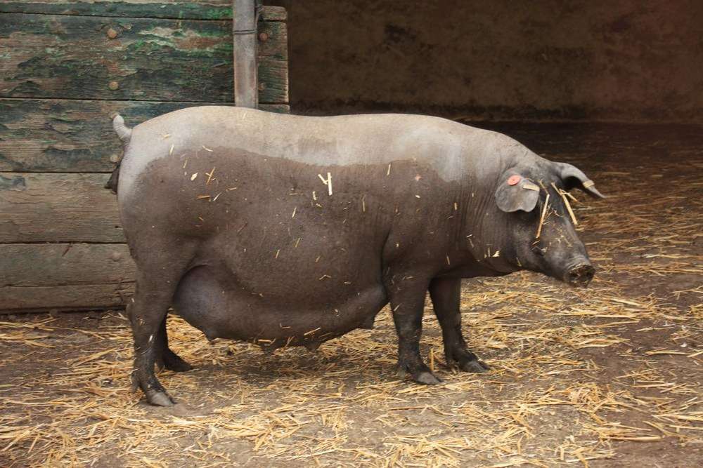 Cotizaciones a 14 de octubre de la mesa de porcino ibérico de Sevilla