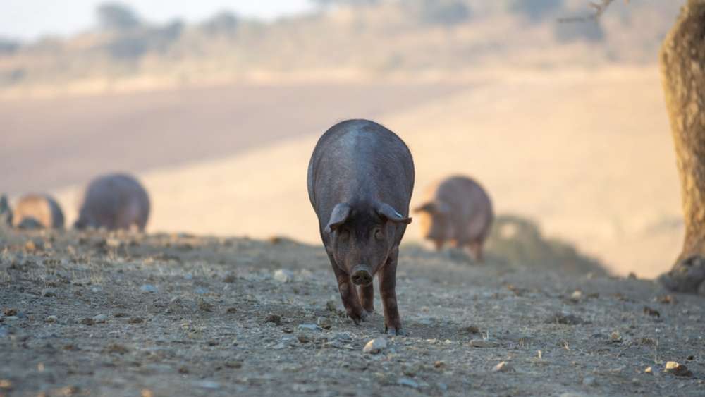 Cotizaciones a 29 de septiembre de la mesa de porcino ibérico de Sevilla