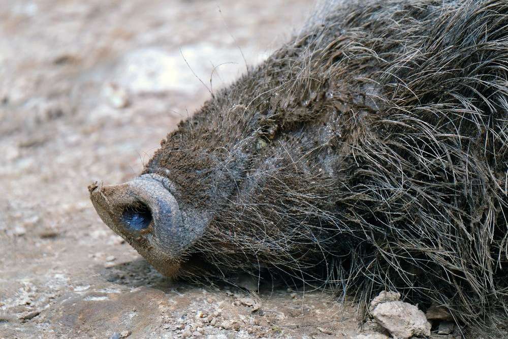 España detecta 2 casos de este Porcina Africana en animales silvestres