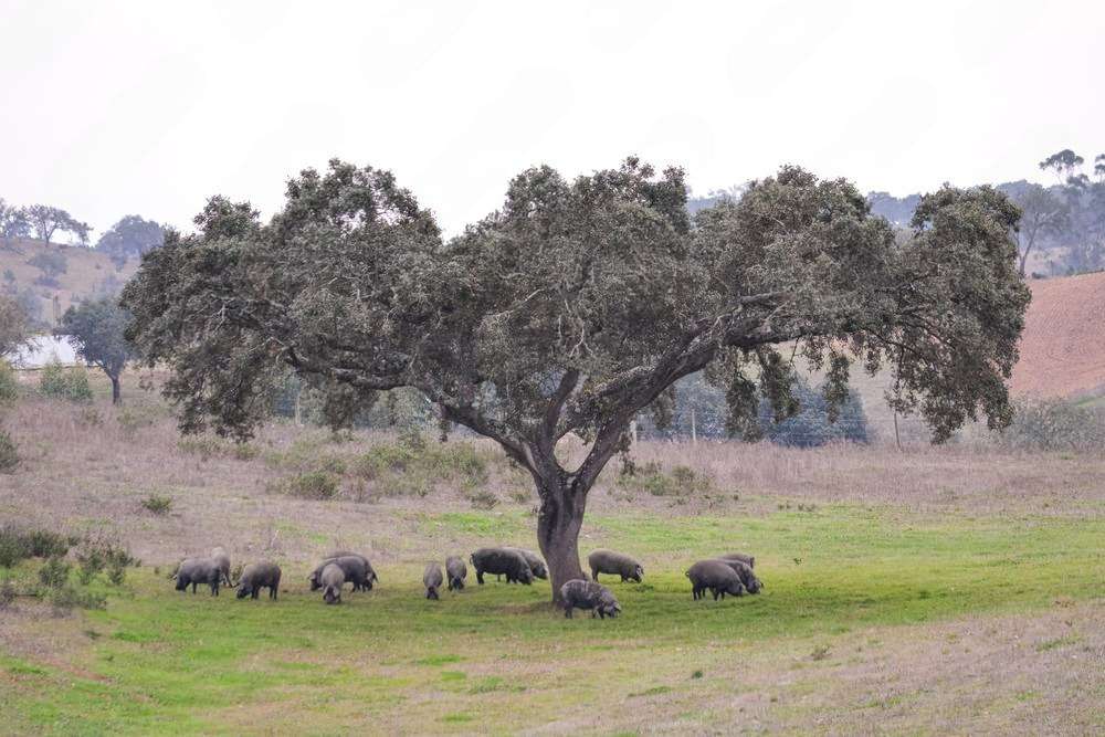 Cooperativas Agro-alimentarias reclama actualizar la norma del ibérico tras 12 años de vigencia