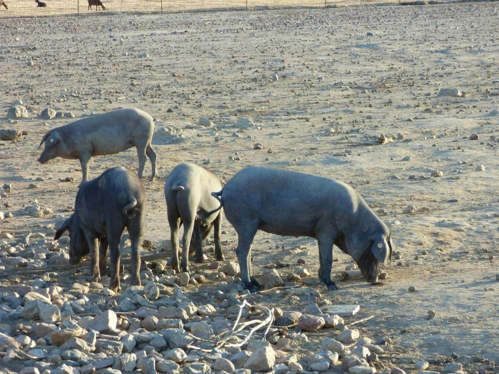 Índice Nacional de porcino ibérico de la semana 45