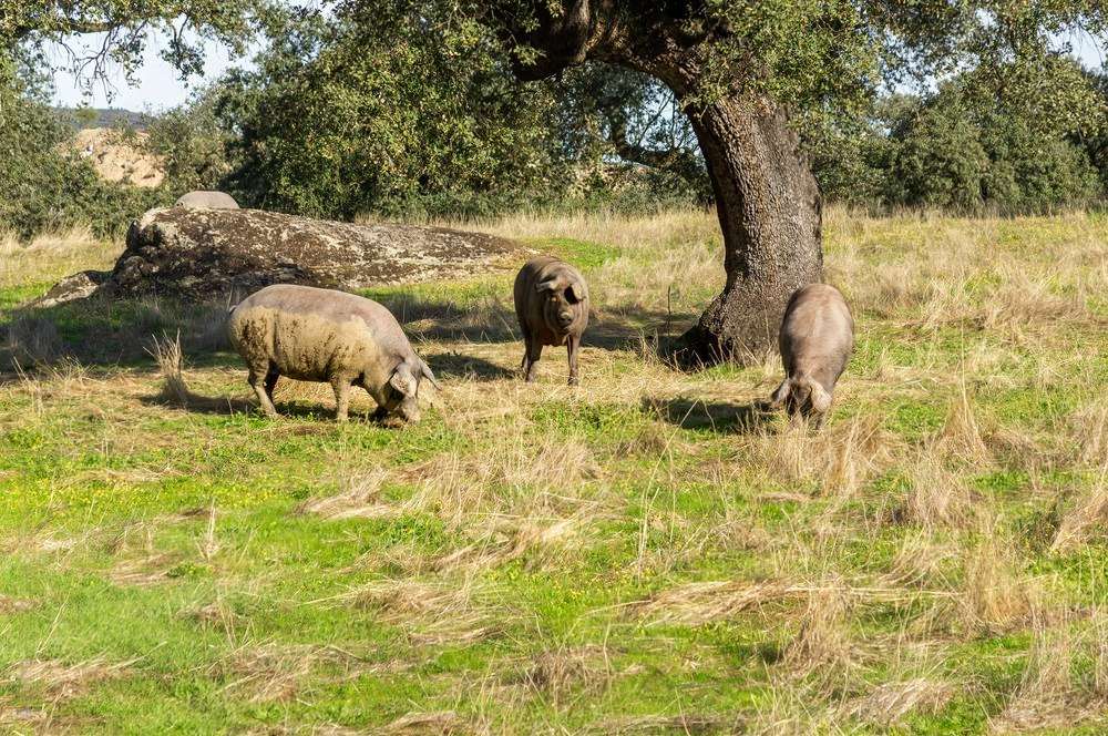Índice Nacional de porcino ibérico de la semana 47
