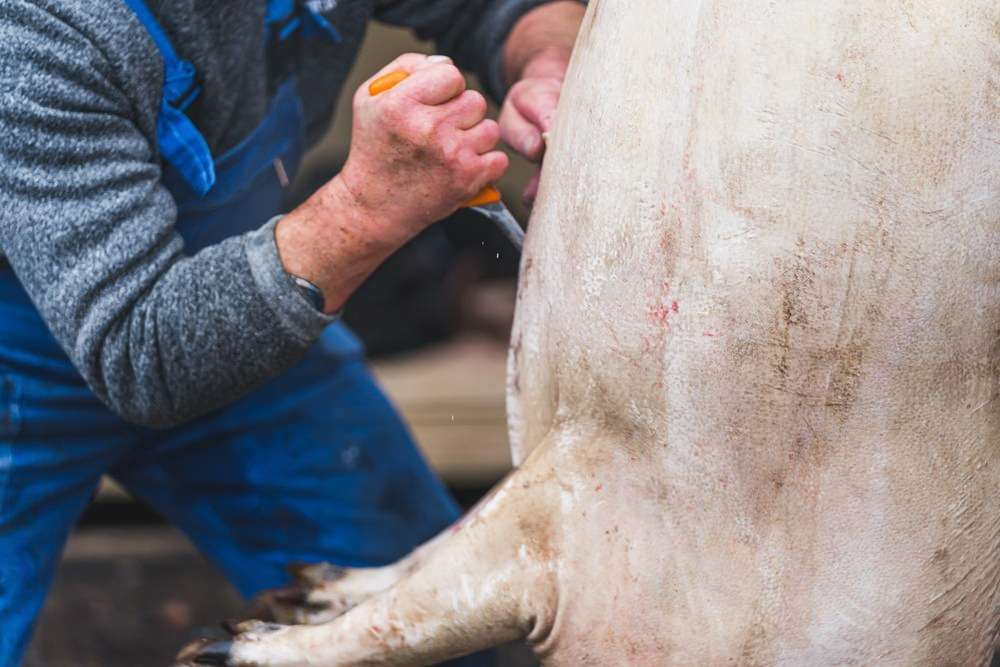 Datos de sacrificios de porcino ibérico de la semana 45 de 2025