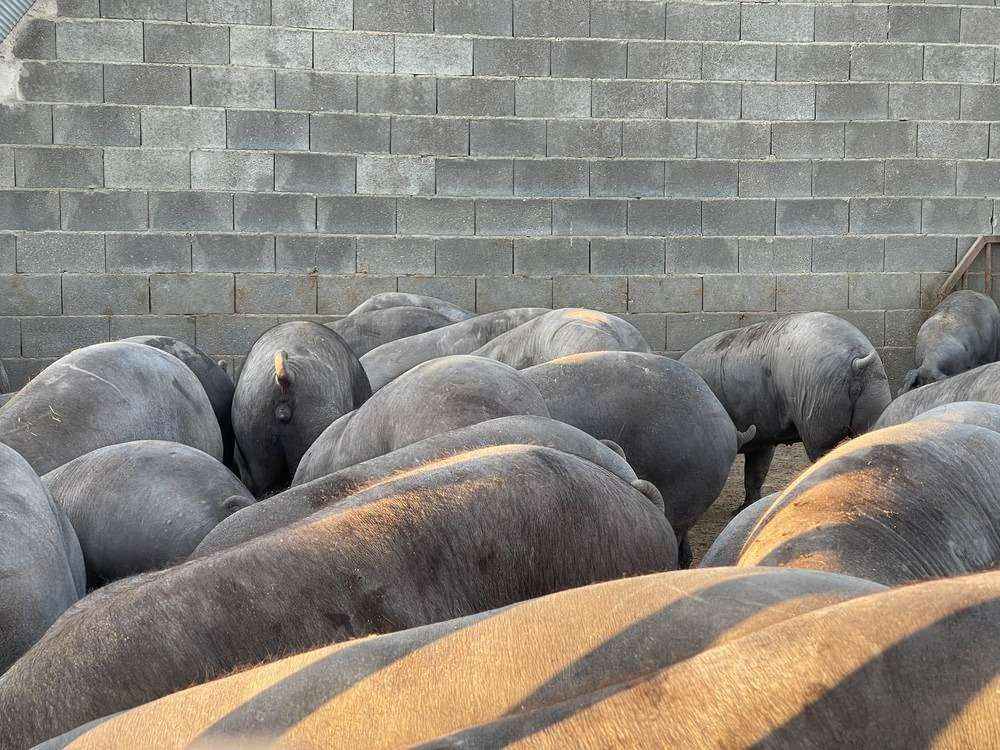 Cotizaciones a 10 de noviembre de la mesa de porcino ibérico de Salamanca