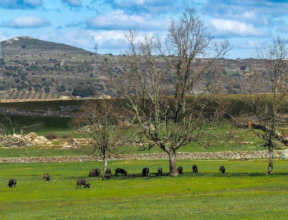 Cotizaciones a 24 de noviembre de 2025 de la mesa de porcino ibérico de Salamanca