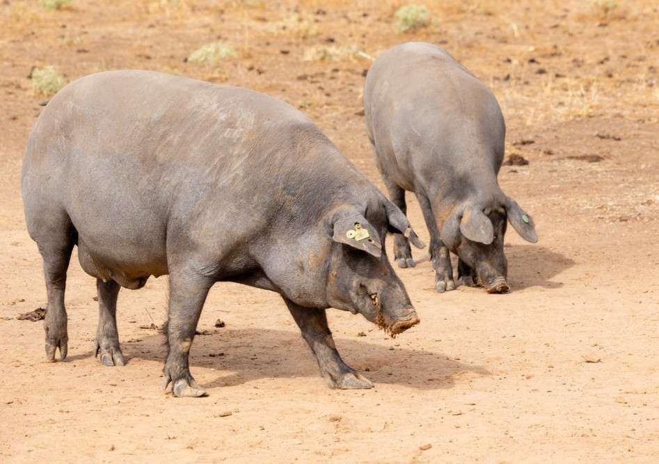 Cotizaciones a 3 de noviembre de 2025 de la mesa de porcino ibérico de Salamanca