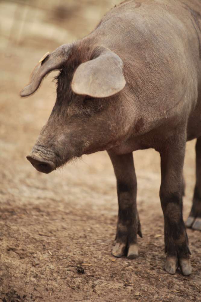 Cotizaciones a 10 de noviembre de la mesa de porcino ibérico de Sevilla