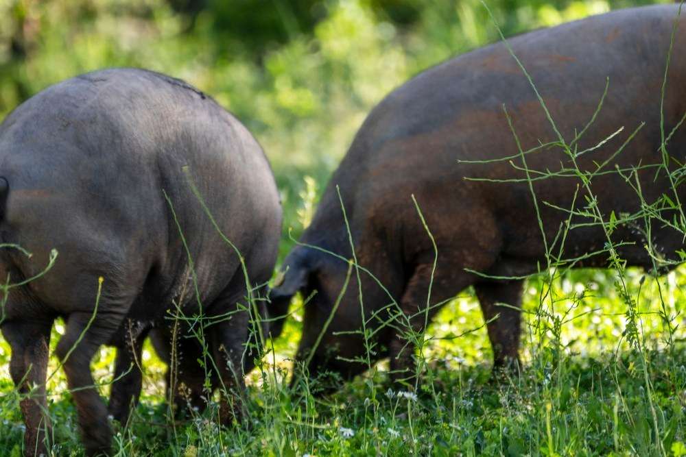Cotizaciones a 24 de noviembre de 2025 de la mesa de porcino ibérico de Sevilla
