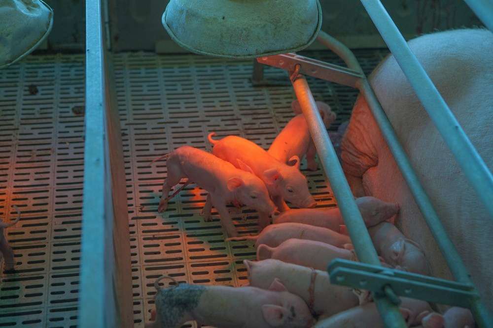 Aporso defiende el potencial de crecimiento del porcino soriano y critica las normativas “exclusivas y restrictivas” de Castilla y León