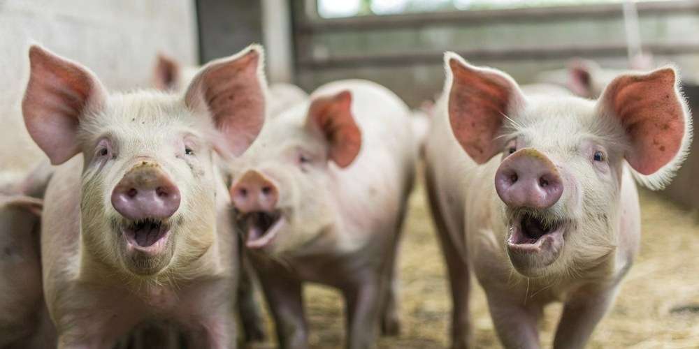 Aranceles, PPA y caída de precios: el complejo escenario del porcino español