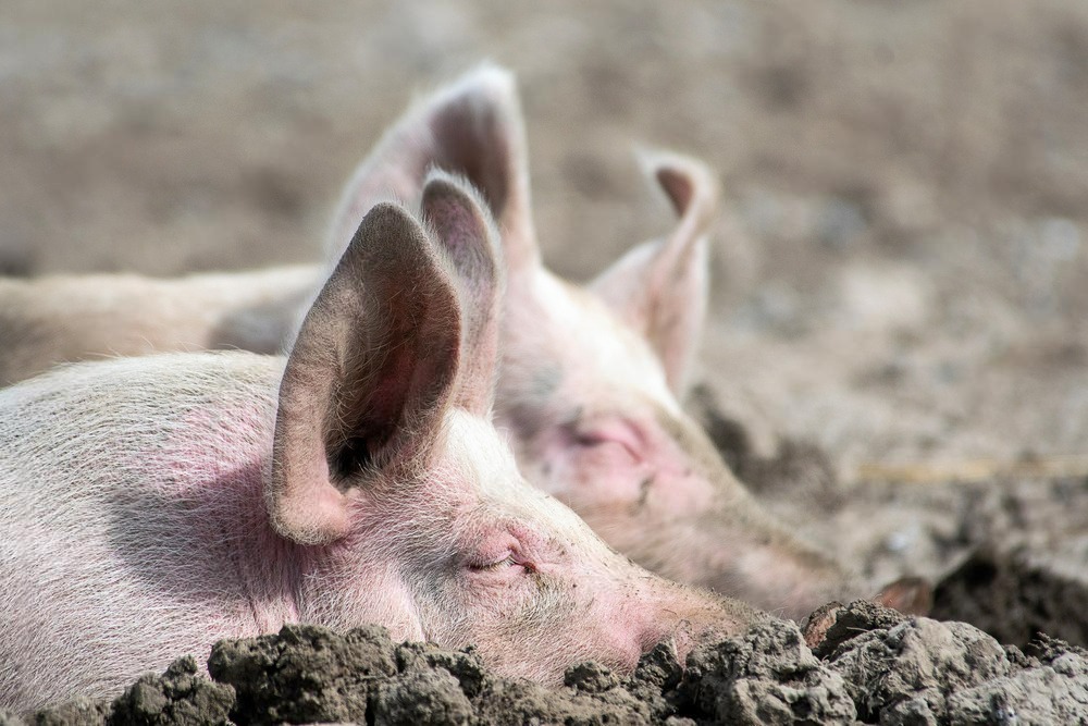 Cuando el coste recae injustamente sobre los pequeños productores