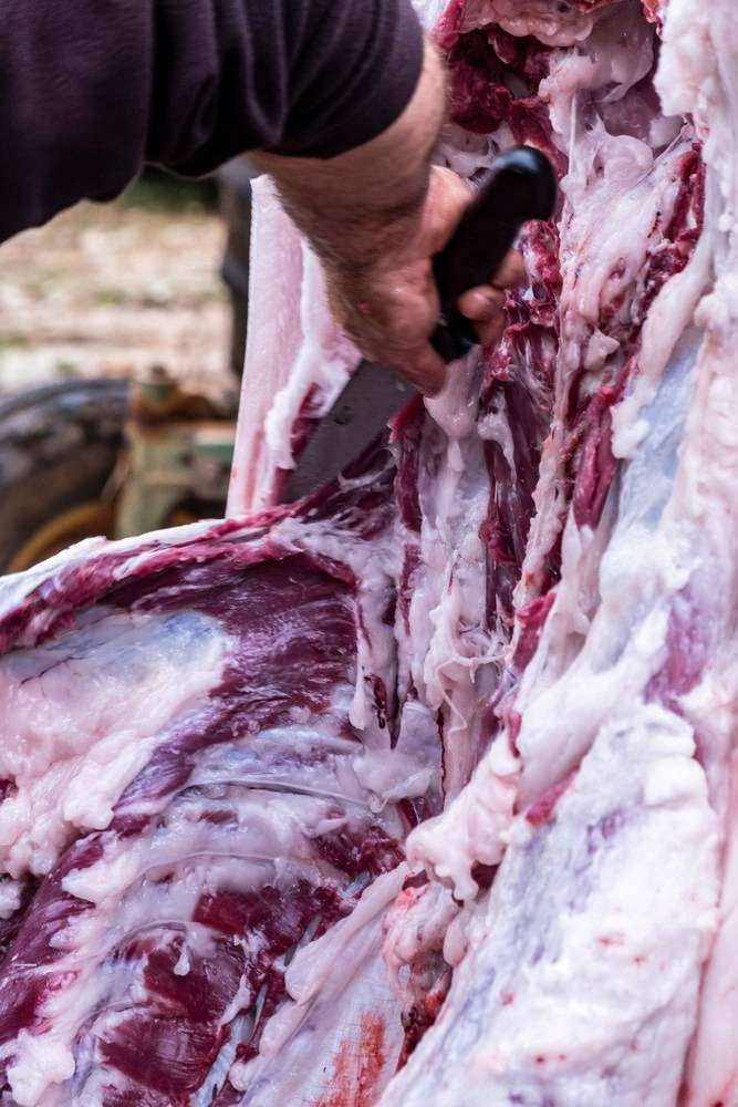 Datos de sacrificios de porcino ibérico de la semana 49