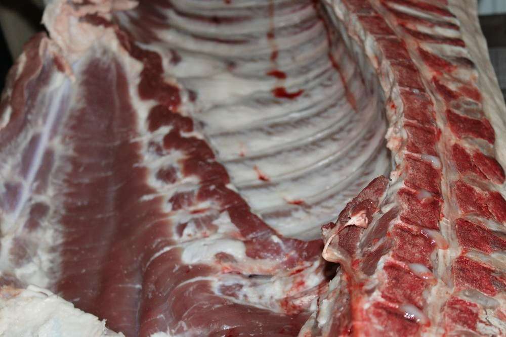 Datos de sacrificios de porcino ibérico de la semana 52 de 2025