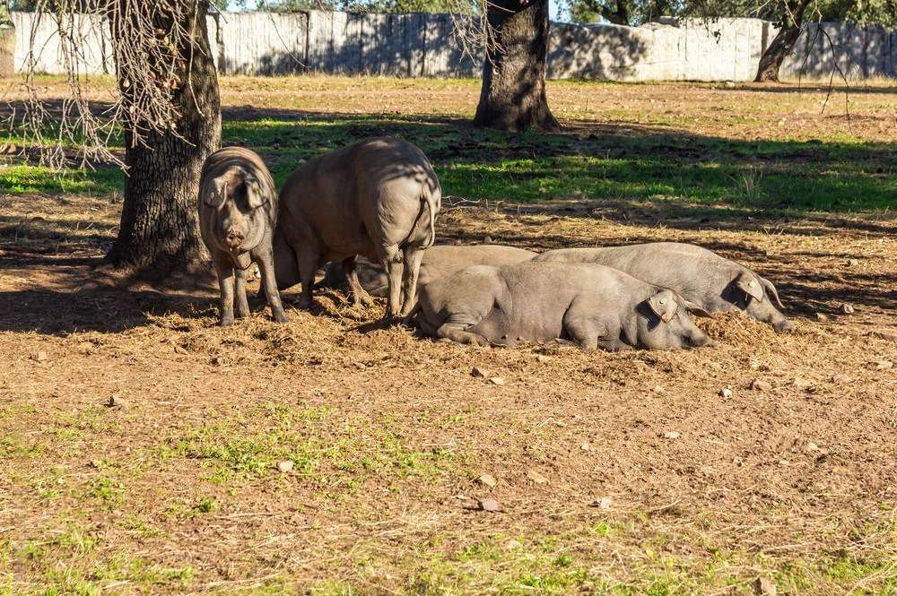 Datos de sacrificios de porcino ibérico de la semana 48
