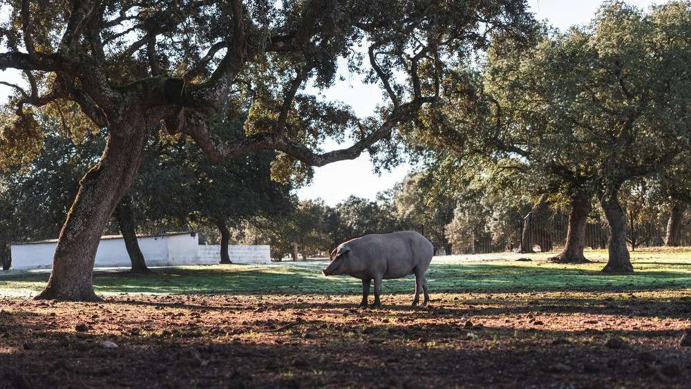 Cotizaciones a 9 de diciembre de 2025 de la mesa de porcino ibérico de Salamanca