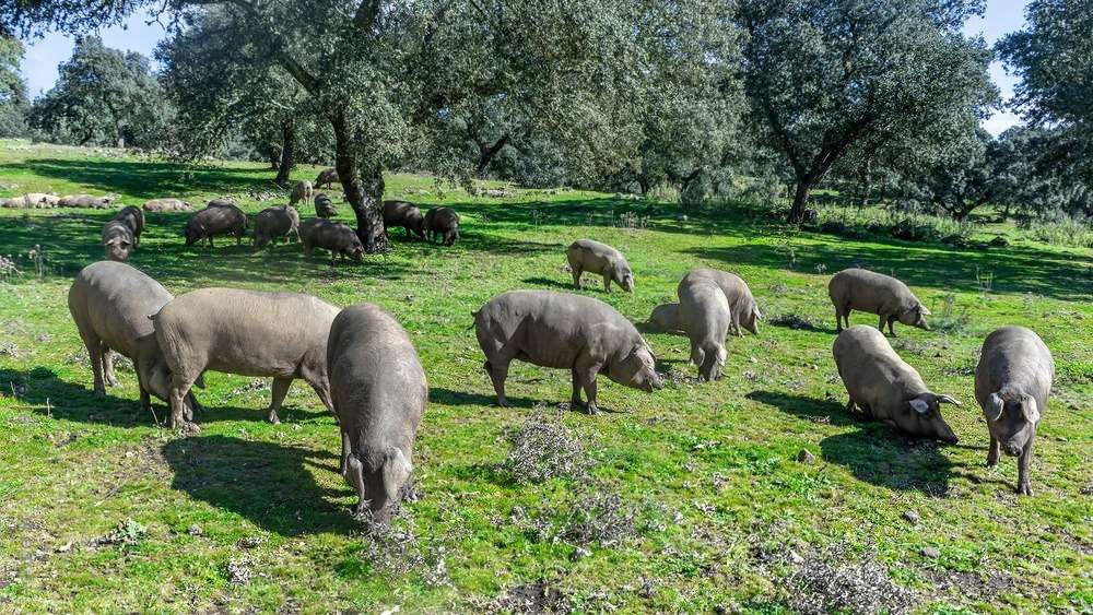 Cotizaciones a 30 de noviembre de 2025 de la mesa de porcino ibérico de Salamanca