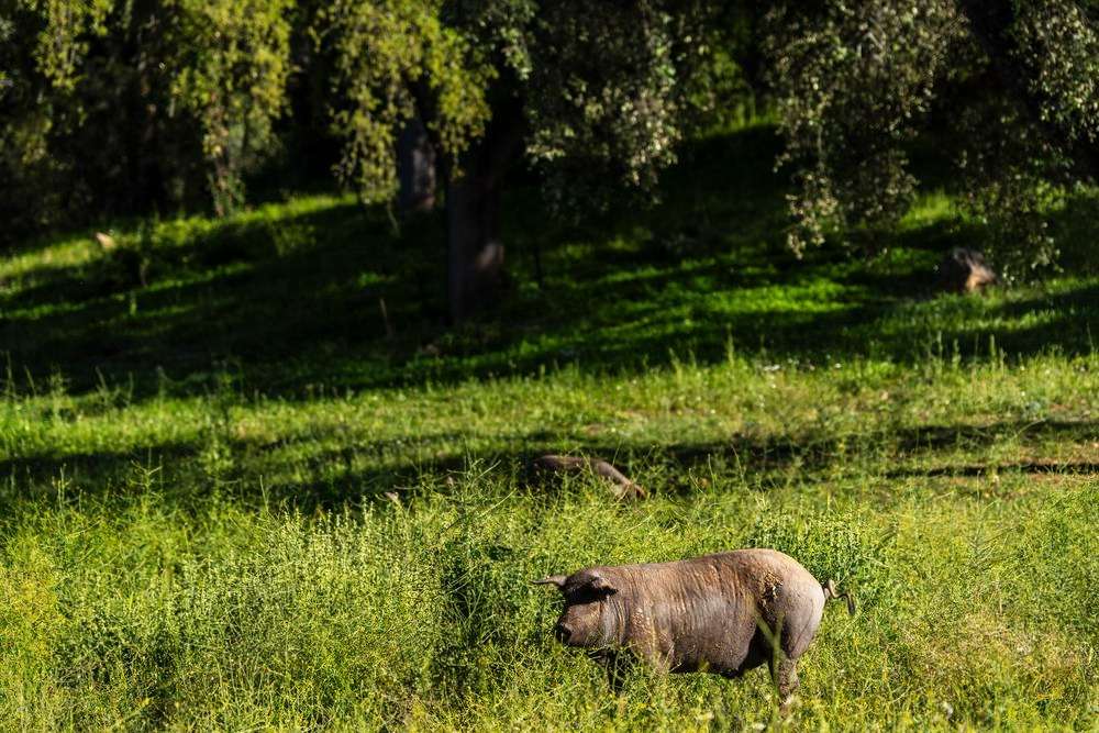 Cotizaciones a 9 de diciembre de 2025 de la mesa de porcino ibérico de Sevilla