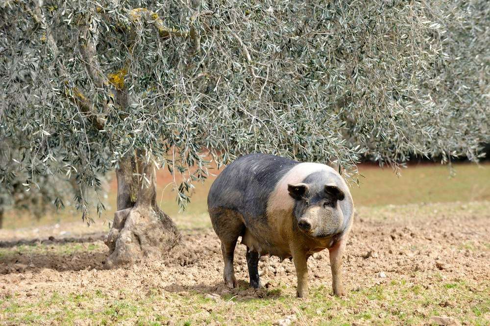 La competitividad internacional de la carne porcina italiana se resiente por los altos precios internos