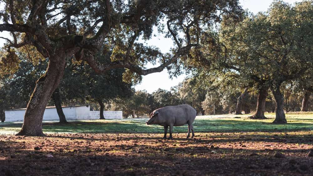 Cotizaciones a 19 de enero de la mesa de porcino ibérico de Salamanca