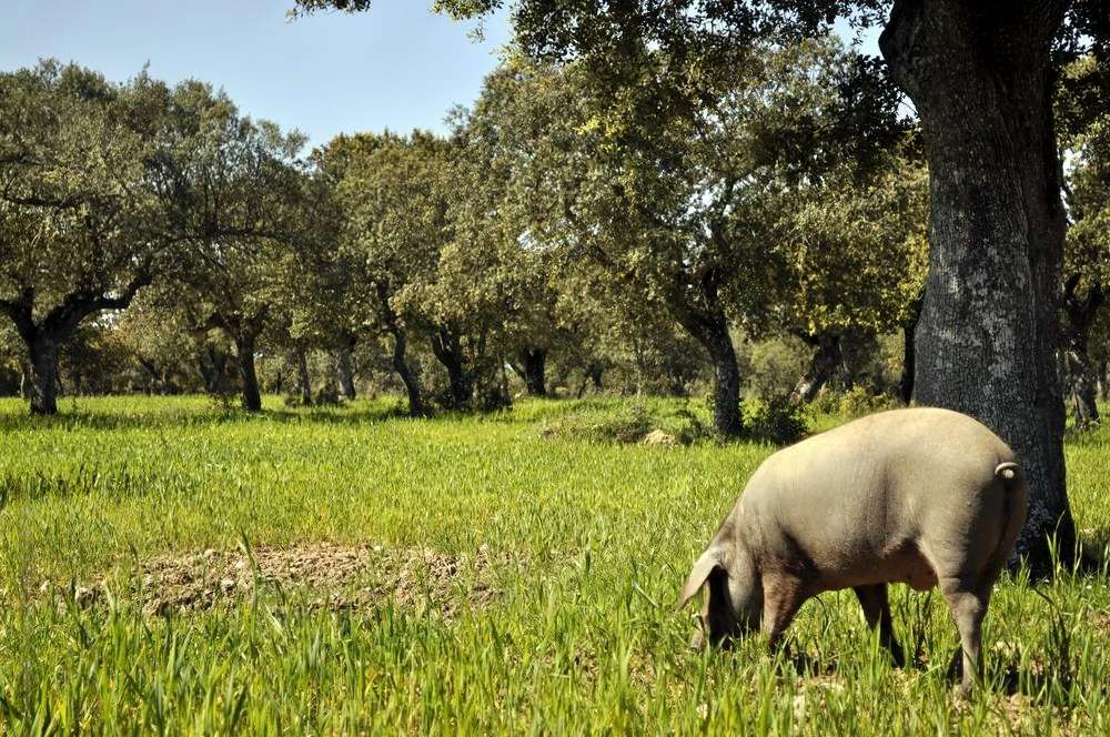 Cotizaciones a 5 de enero de la mesa de porcino ibérico de Salamanca