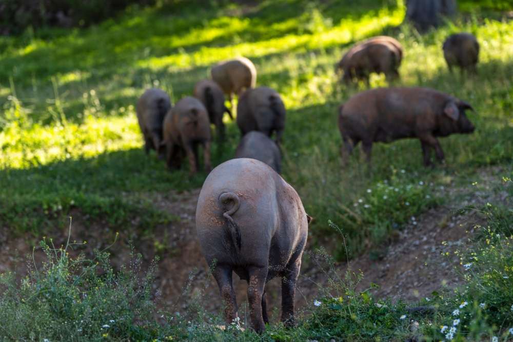 Cotizaciones a 19 de enero de la mesa de porcino ibérico de Sevilla